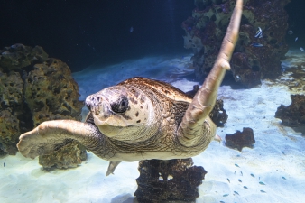 Aquarium